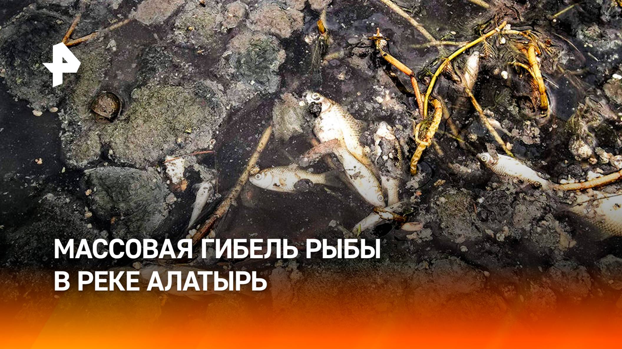 Экологическое бедствие в Чувашии: в реке Алатырь массово гибнет рыба / РЕН