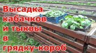Высадка рассады кабачков и тыквы в компостную грядку-короб. Урожай в компостниках всегда огромный.
