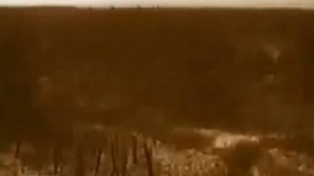 Дикая Дивизия