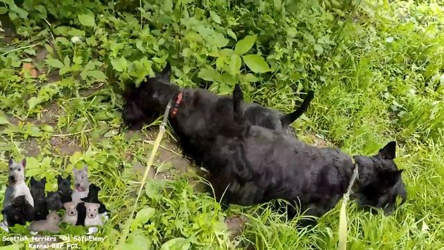 Скотч терьеры после гигиенической стрижки.