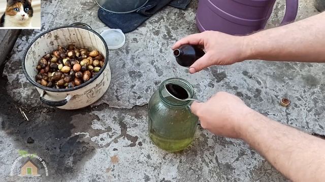 Обработка Лука Севка Перед Посадкой Весной