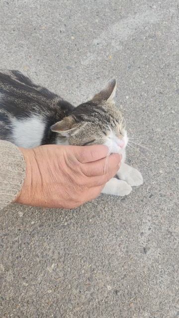Совет от ласкового котика: После приёма пищи, обязательно надо отдохнуть и помурчать!