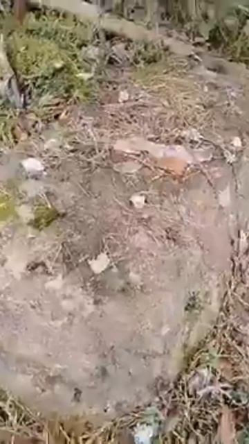 В глухом лесу обнаружили странное надгробие