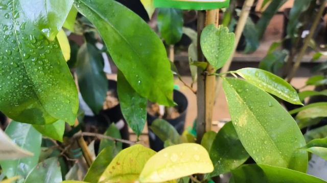 "Зелёный сад Гесперидий" - экскурсия по истории экзотических растений от Цитрус Микс
🏛️День 4