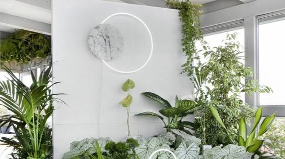 Растения и дизайн: гармония природы и эстетики