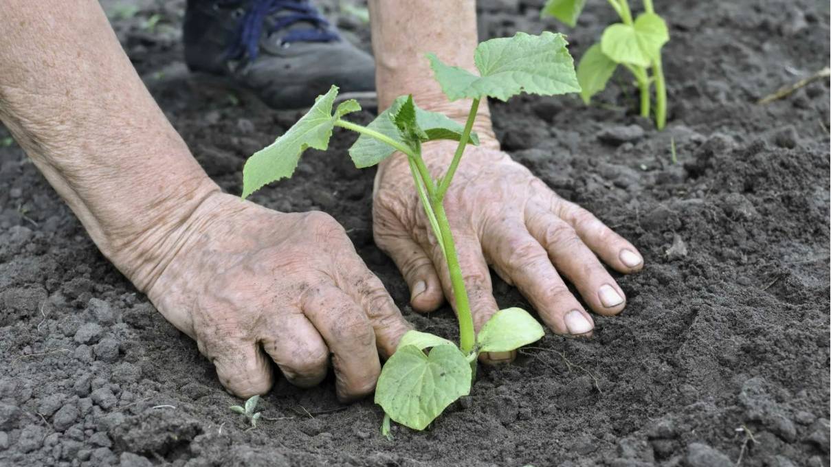 СУПЕР ПОДКОРМКА для ОГУРЦОВ при ВЫСАЖИВАНИИ в грунт
