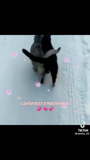 котики посмотрите описание