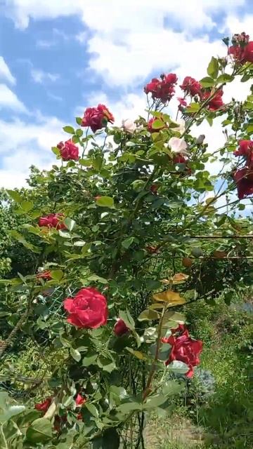 Розарий.  Дачные радости! #flowers #природа