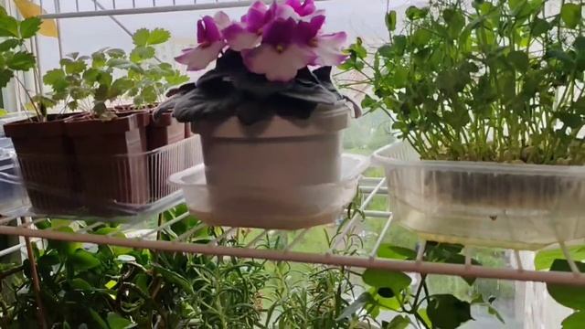 Каторце Цветы на окне