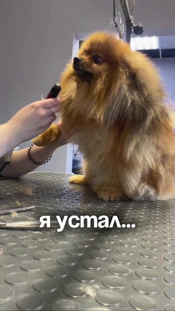 «Лапки Грум» — место, где ваши питомцы становятся еще красивее🥹🐾