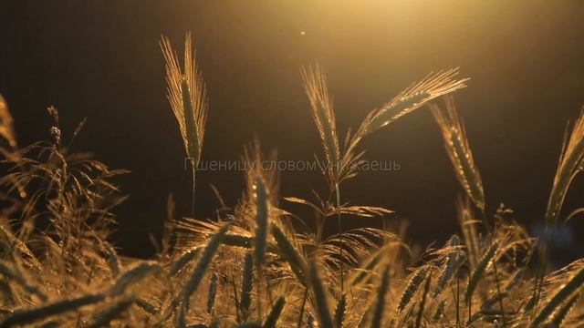 Пшеница и плевел / Юрий Куцан