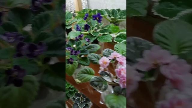 Цветущие фиалки на стелаже. Заходите посмотреть.