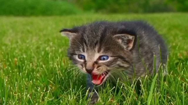 Гороскоп кошек: Кошка Стрелец.