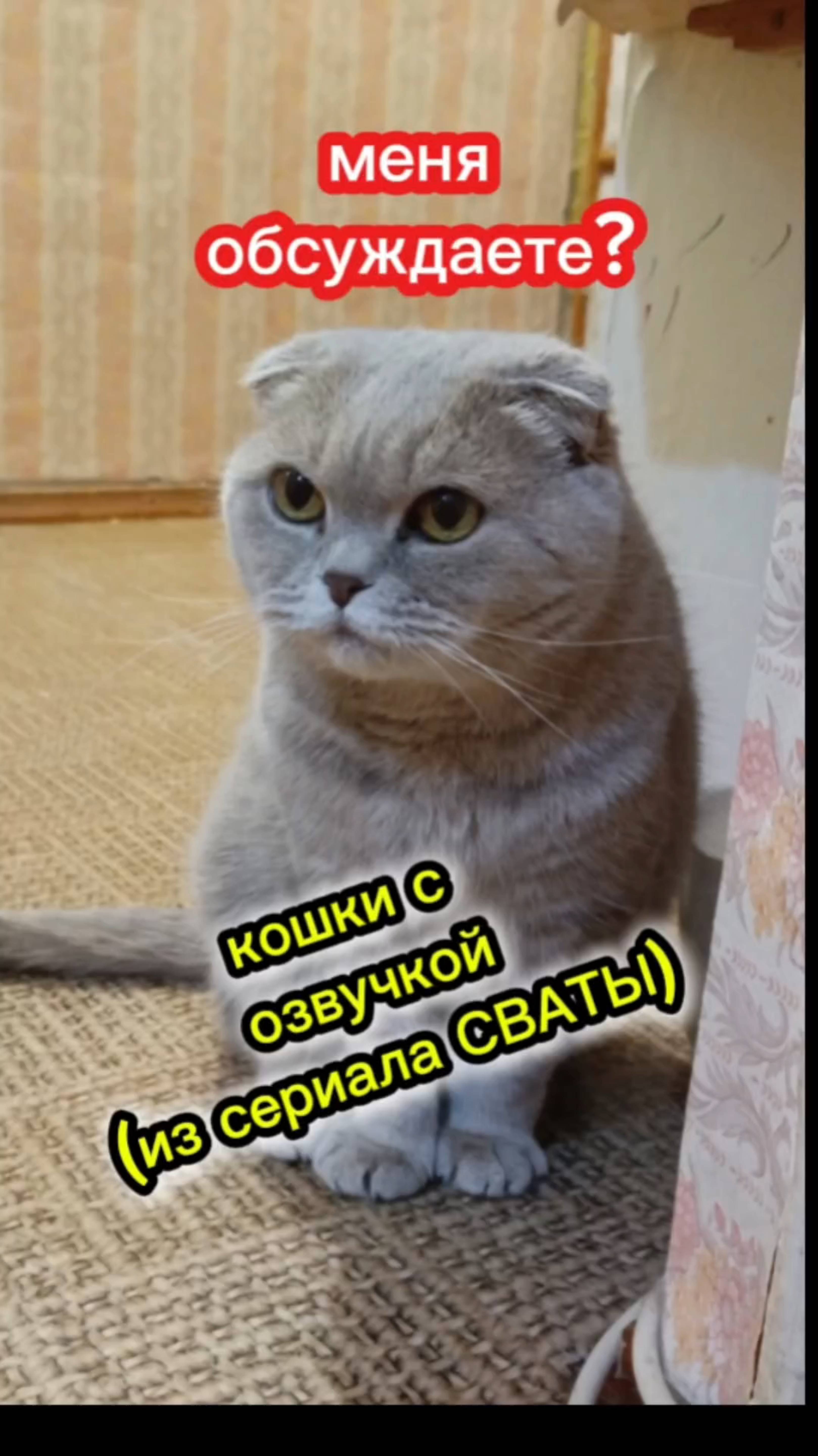 Меня обсуждаете?  Смешная овучка кошек. (Из сериала СВАТЫ)