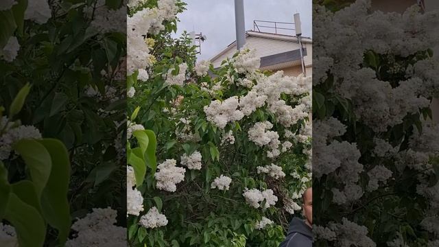 Семейная прогулка👨👩👧ЧАСТЬ 2(Центр Москвы, Музей) Таисия, Маргарита, мама и папа в эфире❤️МАЙ25