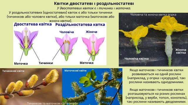 Різноманітність вищих рослин