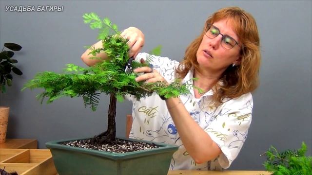Бонсай из метасеквойи (ч.10).