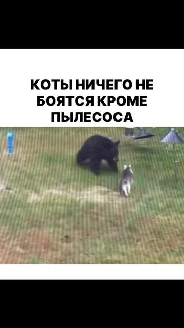 Медведь побежал в свою берлогу за пылесосом