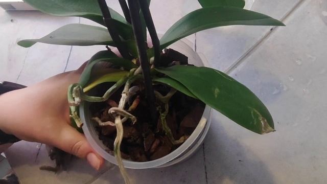 Новинки бабочки. Будем ждать домашнее цветение для эстетического  удовольствия.