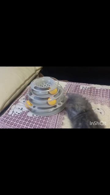 Супер игрушка для котика🔥👍😻развлечения#игрысживотными