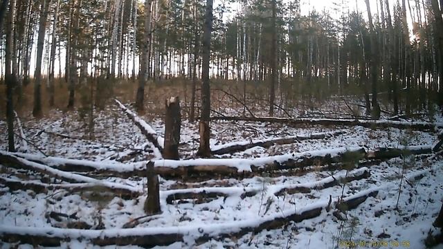 лось кабан и косуля в Тюменских лесах. видео с фото лов