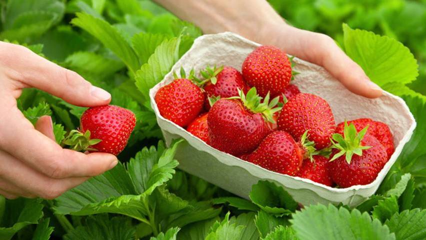 ХОТИТЕ МНОГО КРУПНОЙ КЛУБНИКИ? Кормите ЭТИМ и в МАЕ по пол литра под куст!