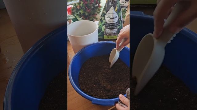 Срочно спасаем Фикус "Рабуста"