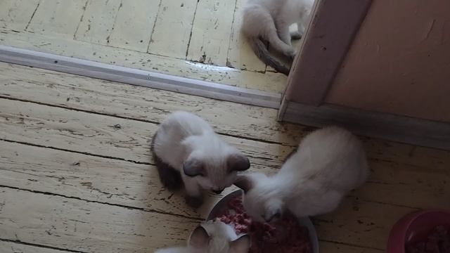 Приятное чавканье котят