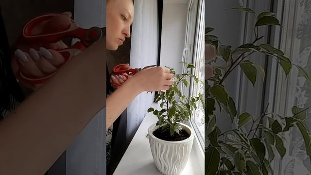 Формирую фикус Бенджамина