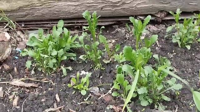 Начало сезона. Приблудившийся кот. Что или кто полезнее в хозяйстве😅? #огород #село #кот