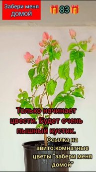 🎁83🎁Бугенвилия