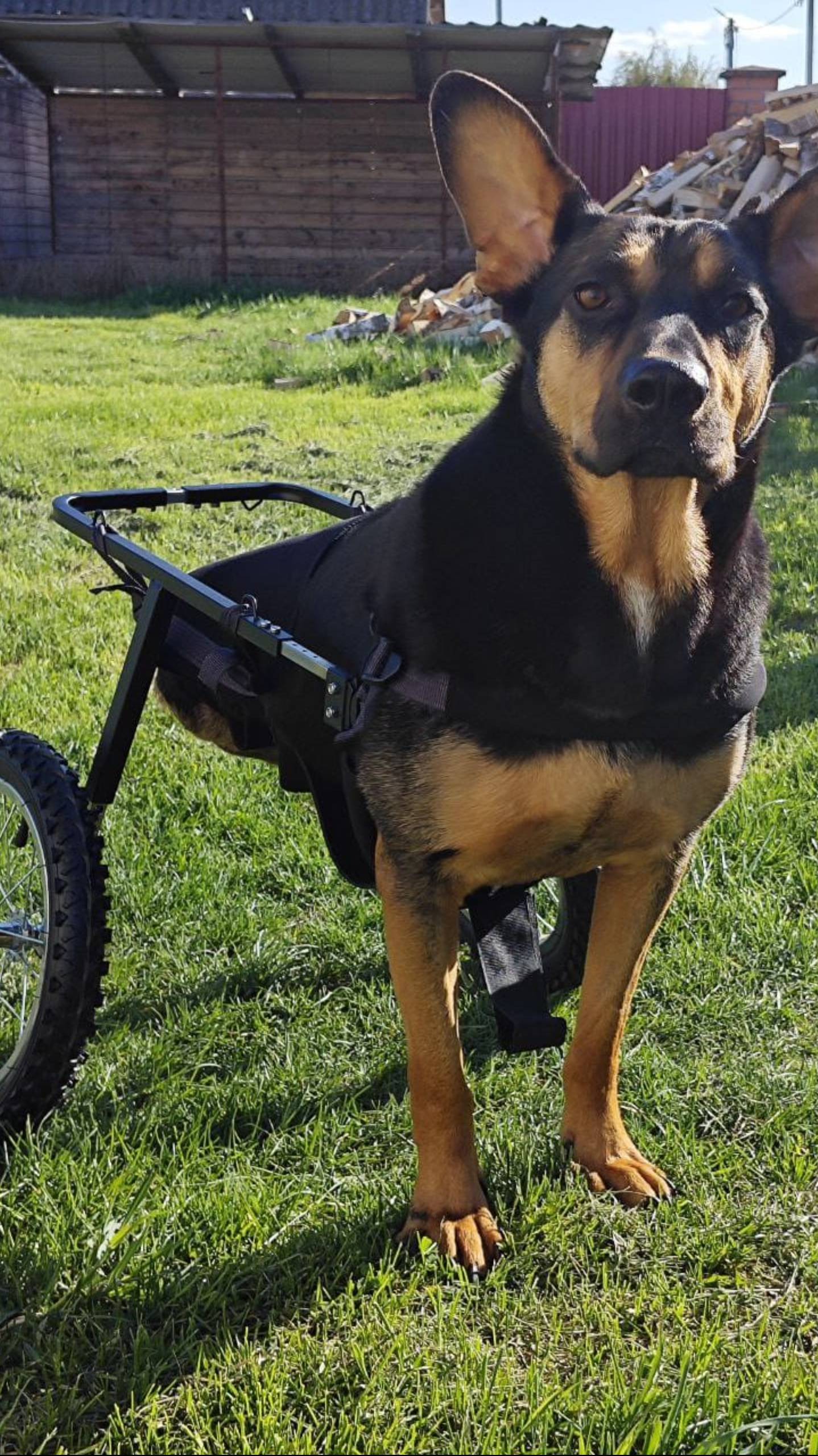 Коляска Animal mobile для собаки инвалида