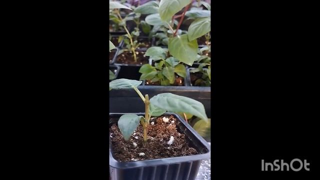 Фуксия-путешественница 🏇 Формирование черенка 🌺 фу?