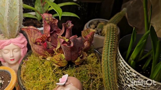 Комнатные растения #top #nature #plants #flowers #diy #garden #
