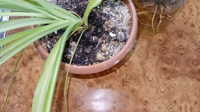 Хлорофитум пересажен🌱 Спатифиллум в воде🌱