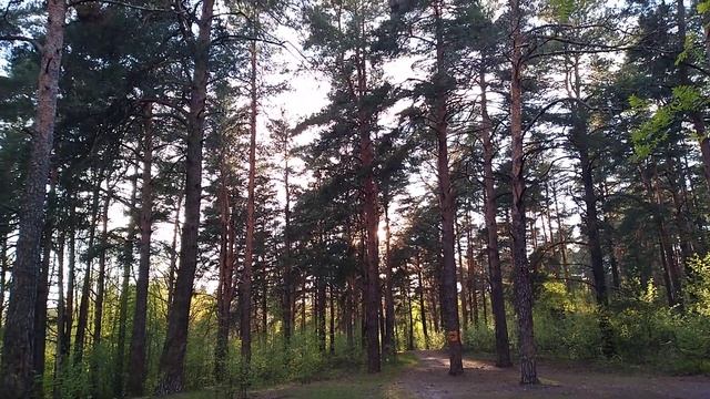 Круто покататься на электросамокате в лесу в Клязьмин