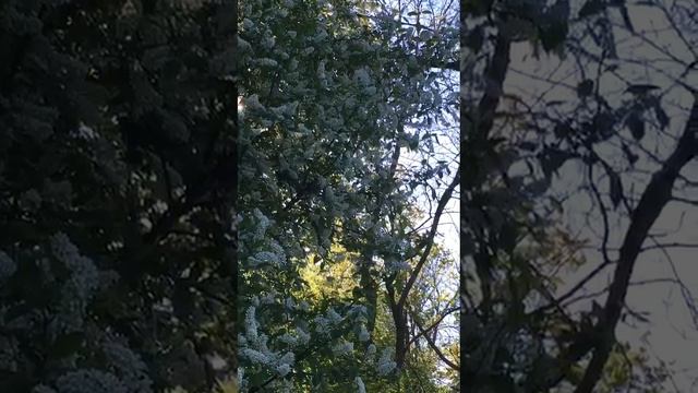 💫🌹 «Тюльпанов буйство! Трели  соловья! А между ними где-то я».
(Елизавета Лаптева).

♥️ «Соловей»