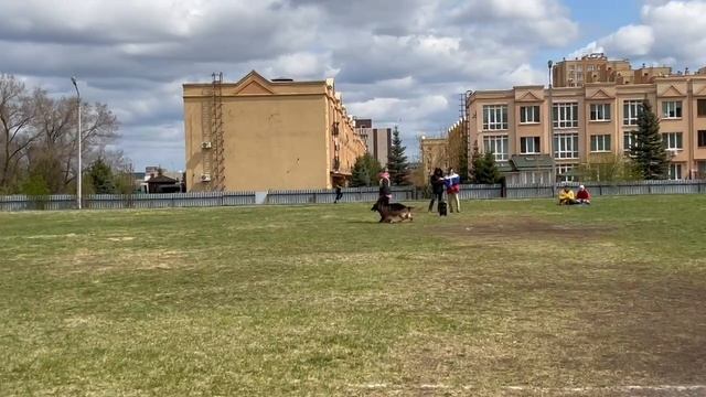 1 Отл. КЧК НАБАТ из Кемерграда +++ №43 / КЧК КЕМЕРОВО 4 мая`25 И.Ширан Моно н/о