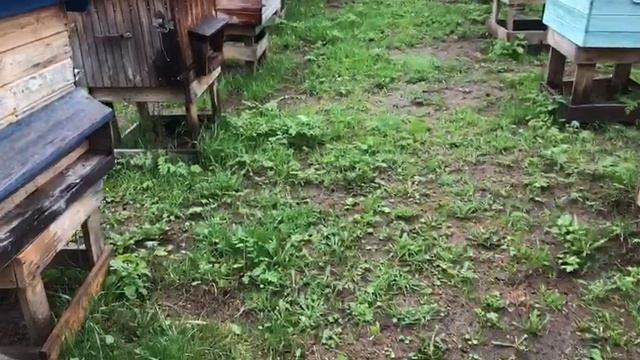 19 мая пчелы