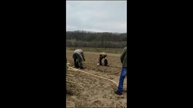 будет лес шуметь качаться
