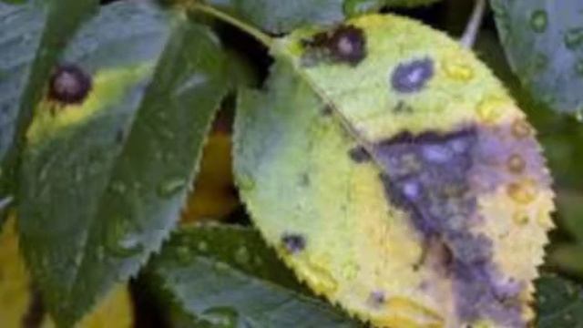 Болезни роз, лечение и профилактика🌹/ Rose diseases, treatment and
