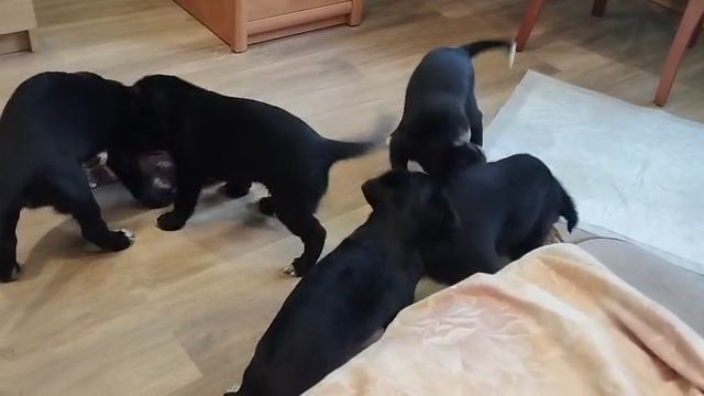 атака клонов 😜