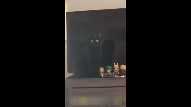 Приколы с котами! С ОЗВУЧКОЙ! Смешные видео с котами и ?