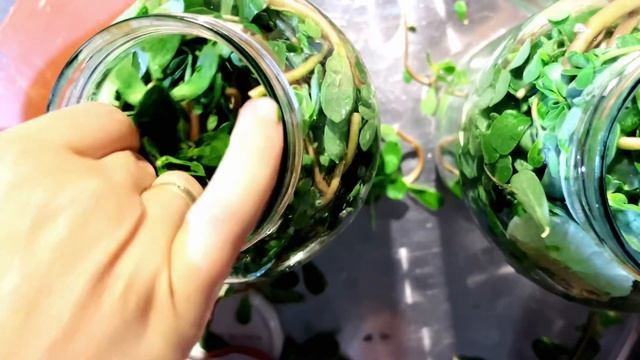 Pərpətöyün Tutması | Semizotu turşusu | Pickled Purslane | Маринованный порт?