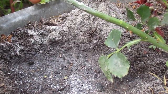 Укоренение розы, не отделяя от куста, без всяких замор?