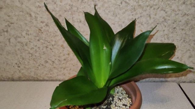 НОВЫЕ детки сансевиерий за зиму #сансевиерия #sansevieria #sn