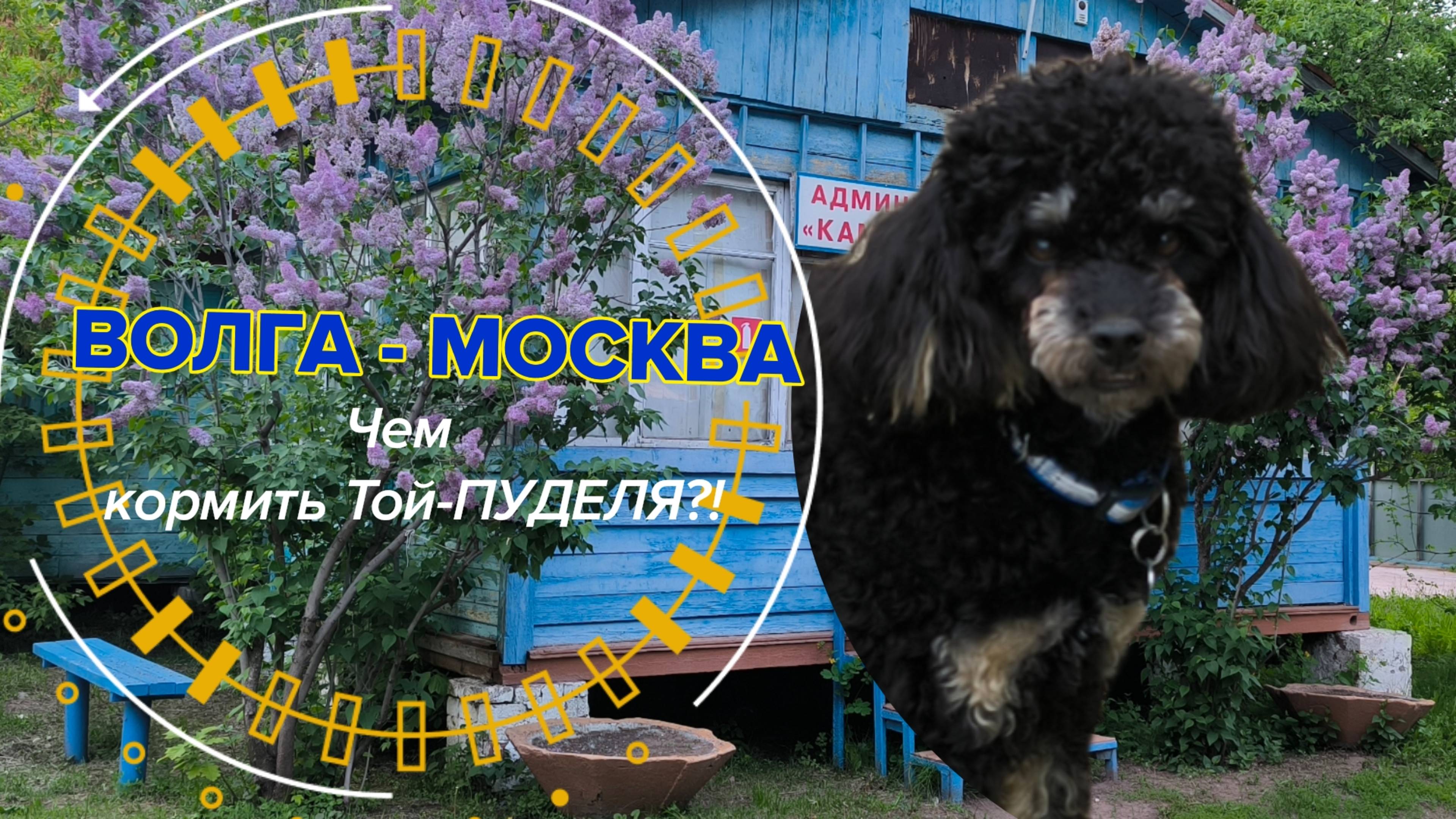 ВОЛГА-МОСКВА #заволгой#рутуб#новинки#самара#пляживолги#мыизсамары#чемкрмитьтойпуделя#случайвмоскве