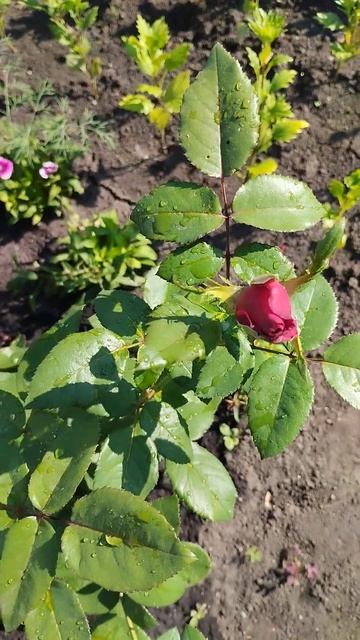 Роза из Светофора оказалась пересортом