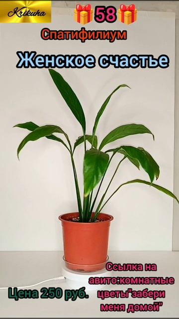 🎁58🎁Спатифилиум