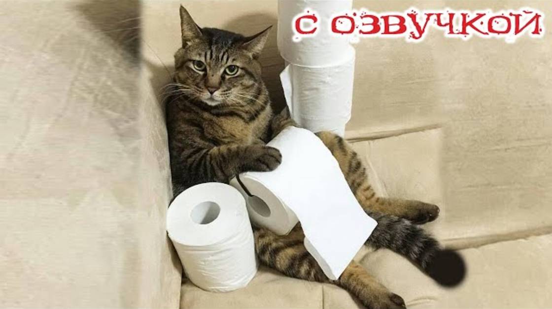 Приколы с котами! С ОЗВУЧКОЙ! - Про котов! - Смешные видео с животными!